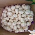 Garlic (pure white)